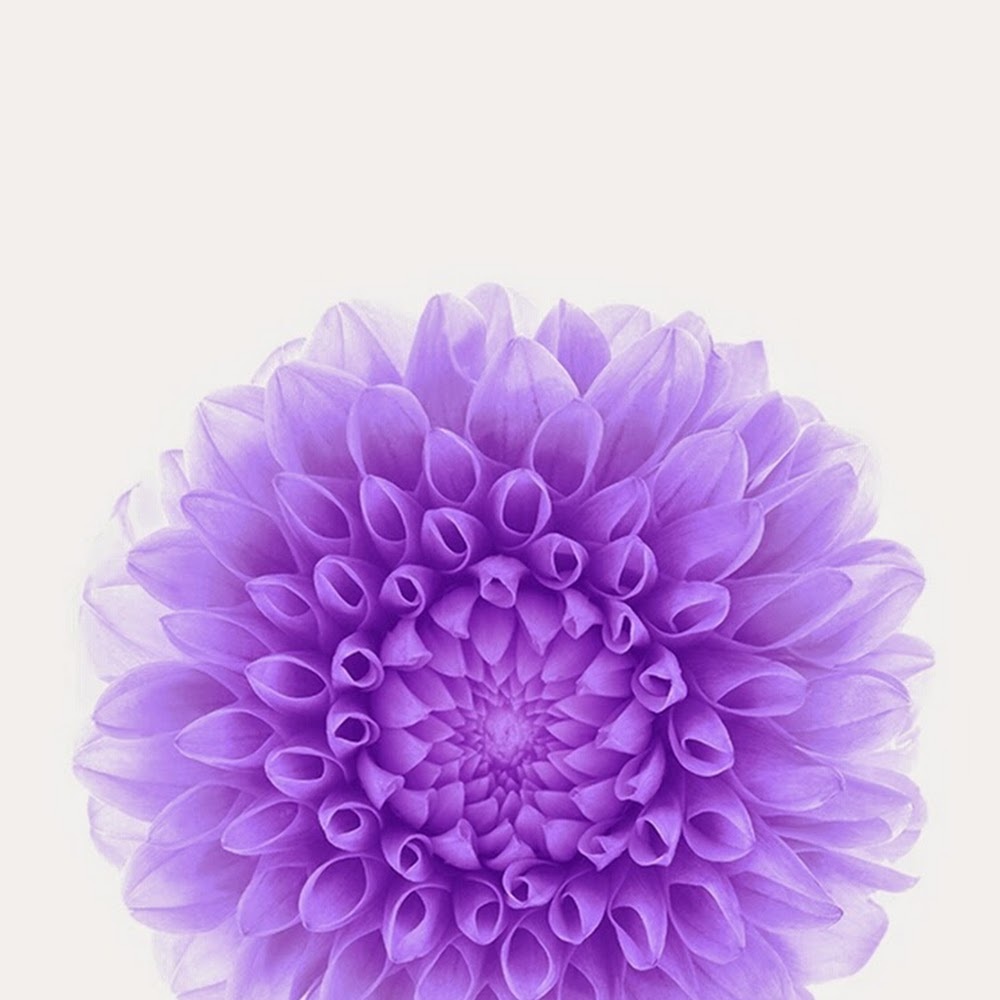 Meet your Posher, Rebekah